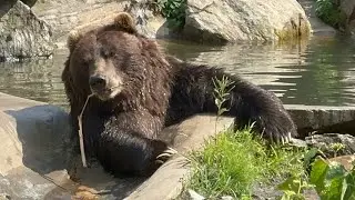 Brown Bear from the Bronx Zoo