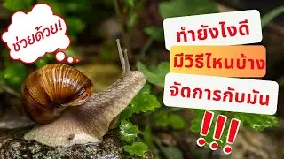 SOS! หอยทากทำลายดอกไม้สวย ช่วยด้วย! #ปัญหาหอยทาก