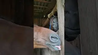 АККЕРМАН ХОЧЕТ ОБЩАТЬСЯ а Техас хочет стырить соль! #shorts #short #equestrian