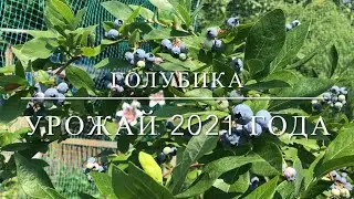 Голубика 🫐 Урожай 2021 г.