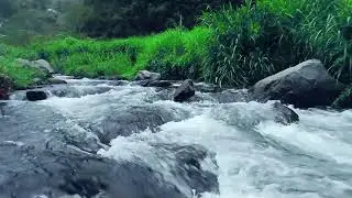 Live Relaxing Water Sounds – Peaceful Nature Ambience for Sleep & Stress Relief