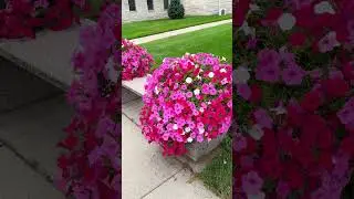 How Is There Such a Difference in These Two Planters?!