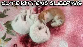 Cute Kittens Sleeping #1 | Cute Cats Sleeping | Best Funny Cats by ARMY MASS CATS