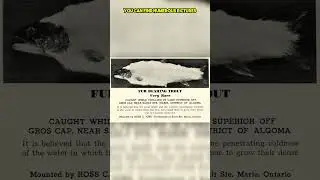 Quickfire Cryptids - The Fur-Bearing Trout