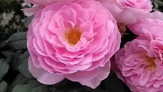 Roses. Combining rose varieties with warm and cool shades.