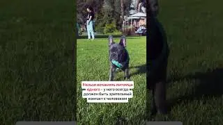 ПРИГОВОР ЗА ДОМАШНИХ ЖИВОТНЫХ