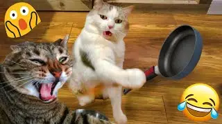 Funny ANIMALS videos😹 Funniest CATS🐈 Best of Funny Cat Videos😂 #2