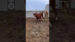Racing With The Worlds Best Barrel Horse #barrelracing #equestrian #joke