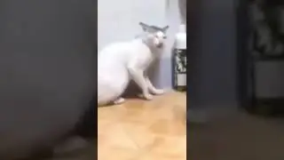 انطق كلمة السر 😂