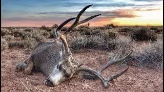 2018 Arizona Strip 13A Late Season Mule Deer (The Guide Life Series)  Antler Trader