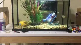 New video types