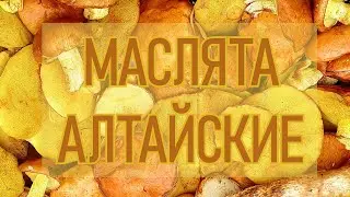МАСЛЯТА АЛТАЙСКИЕ 🍄🍄🍄 Режу, рву, собираю в запазуху!