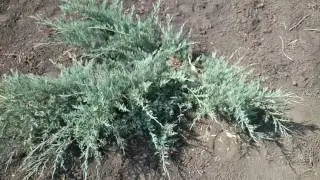 Можжевельник казацкий 