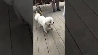 Dog SWAP
