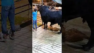 Big black bull weighing over 1200 kg