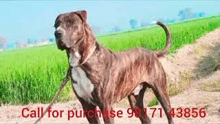 Pakistani Bully Puppies For Sale|Top quality Pakistani Bully puppies|All India Delivery