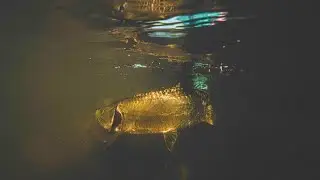Cast to the edge of the mangroves, strip strike and come tight on backcountry tarpon!