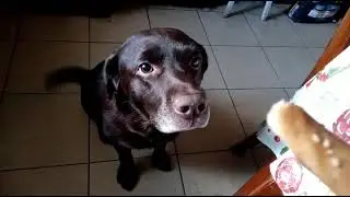 Лабрадор обиделся, что делать?)