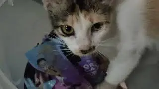 Cat eating dry food