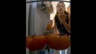 Jamais de tomates au frigo !