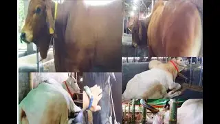 সুলতান তার সাথে আছে আর কিছু স্টাইলিস বুল 🔥