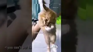 Most Hilarious Cats Dubbed Videos completion #funny #cats