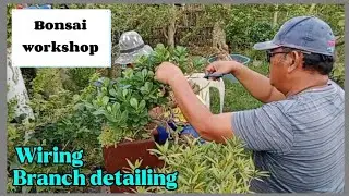 BONSAI WORKSHOP | WIRING | BRANCH DETAILING #177