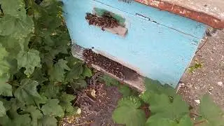 Лешнего трутня выгнали...