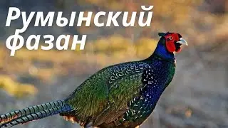 Румынский Фазан,  (полная информация)
