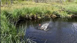 I didn't think there was fish in a small puddle))) 🎣 . Summer fishing 2021