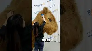 Костюм Капибара / Надувные костюмы на заказ от компании @Kvadroshow #капибара#capybara#memes#shorts