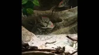 Мир Геофагусов/Welt des Geophagus