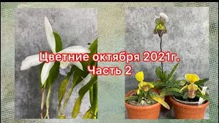 Цветение орхидей в октябре 2021г