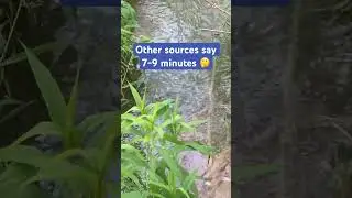 How long can a beaver hold its breath?? Mr Beaver part2