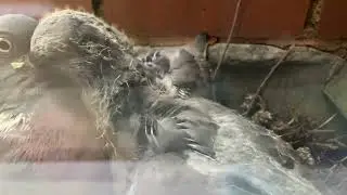 pigeon cam 5