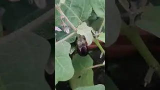 #छत पर बागबानी#