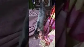 Чистокровный Йорк 💯