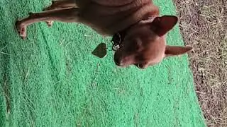 Соседский Кекс пришел поесть. Бусинка недовольна!