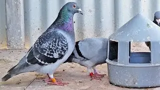I AM EXCITED FOR SOME OF THESE YOUNG BIRDS!