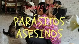 Parásitos Asesinos, las garrapatas - THOMAS VET