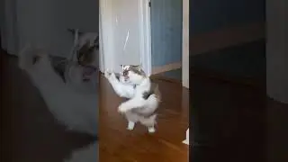 HOW TO GET YOUR CAT TO PLAY!  On Their Own! Balloon string toy