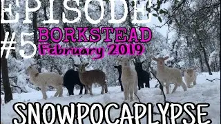 SNOWPOCAPLYPSE 2019: It snowed on the farm... It never snows on the farm.