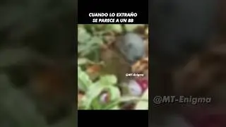 Duende del Bosque captado en Video @MT-Enigma #amazing #asombroso #duende #misterioso