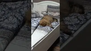 #cats