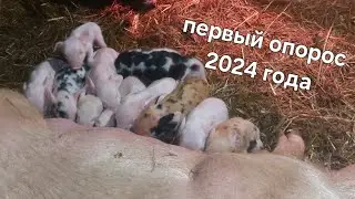 29 января 2024 г.