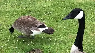 Goose waits patiently to eat grass