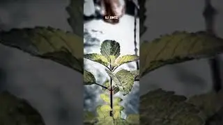 🥦🥦#shorts #editingvideo
