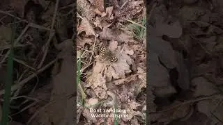 Boswachterspad Oudemolen Drenthe Nederland