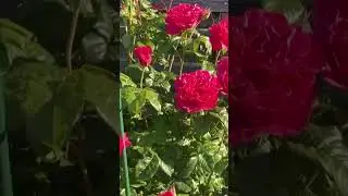Английская роза Кейт