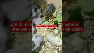 EK GELİR ELDE ETMEK İSTEYENLER İÇİN HAMSTER ÜRETİMİNİ ANLATIYORUZ